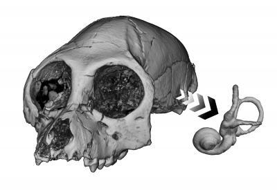 Inner ear may hold key to ancient primate behavior Inner ear may hold key to ancient primate behavior