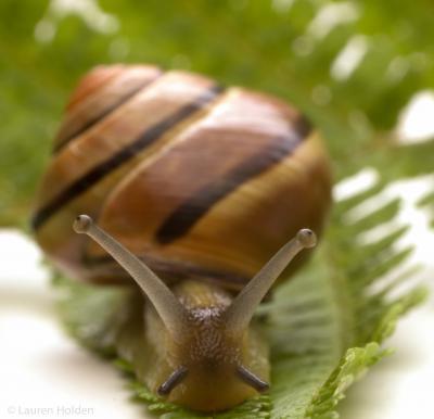 Snail genetic tracks reveal ancient human migration Snail genetic tracks reveal ancient human migration