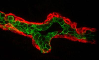 Getting organized: Berkeley Lab study shows how breast cell communities organize into breast tissue