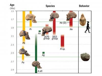 Early Man Evolution Chart