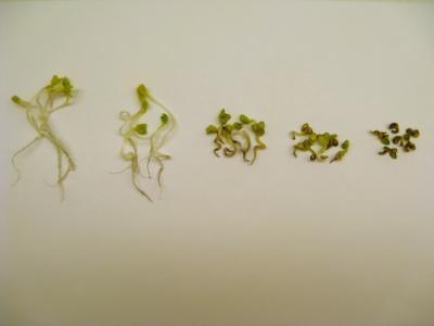 NIST/UMass study finds evidence nanoparticles may increase plant DNA damage