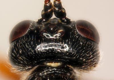 Misleading morphology: 3 European parasitoid wasp 'species' are seasonal forms of just 1 Misleading morphology: 3 European parasitoid wasp 'species' are seasonal forms of just 1