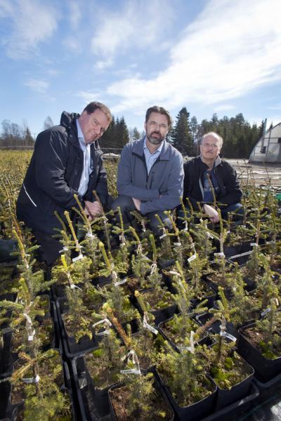 The Norway spruce genome sequenced The Norway spruce genome sequenced