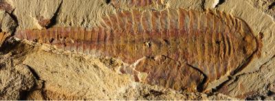Ancient shrimp-like animals had 'modern' hearts and blood vessels Ancient shrimp-like animals had 'modern' hearts and blood vessels