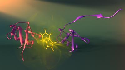 Researchers watch tiny living machines self-assemble Researchers watch tiny living machines self-assemble