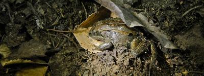 Alaska frogs reach record lows in extreme temperature survival Alaska frogs reach record lows in extreme temperature survival