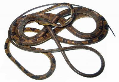 A rather thin and long new snake crawls out of one of Earth's biodiversity hotspots A rather thin and long new snake crawls out of one of Earth's biodiversity hotspots