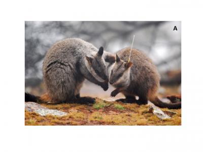 Captive-bred wallabies may carry antibiotic resistant bacteria into wild populations Captive-bred wallabies may carry antibiotic resistant bacteria into wild populations