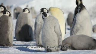 Melting sea ice threatens emperor penguins, study finds