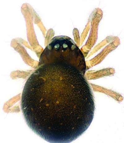 2 miniature spider species discovered in giant panda sanctuaries of China 2 miniature spider species discovered in giant panda sanctuaries of China