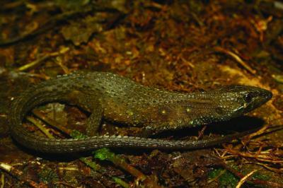 A new, beautifully colored lizard discovered in the Peruvian Andes