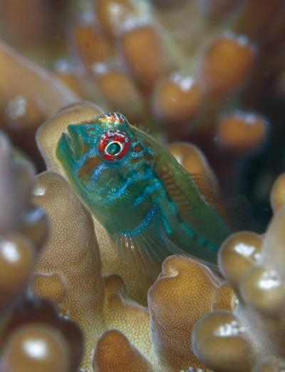 Corals attacked by toxic seaweed use chemical 911 signals to summon help Corals attacked by toxic seaweed use chemical 911 signals to summon help