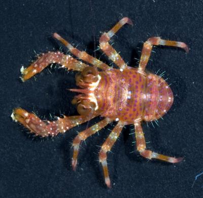 New study reveals coral reefs may support much more biodiversity than previously thought New study reveals coral reefs may support much more biodiversity than previously thought