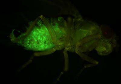 Fruit flies light the way for A*STAR scientists to pinpoint genetic changes that spell cancer Fruit flies light the way for A*STAR scientists to pinpoint genetic changes that spell cancer