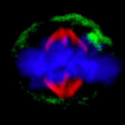 Penn study shows how B cells may generate antibodies after vaccination Penn study shows how B cells may generate antibodies after vaccination