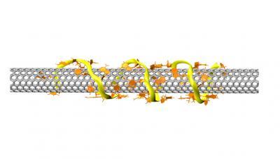 Armchair science: DNA strands that select nanotubes are first step to a practical 'quantum wire' Armchair science: DNA strands that select nanotubes are first step to a practical 'quantum wire'