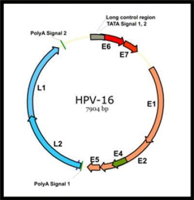 NIH scientists find promising biomarker for predicting HPV-related oropharynx cancer NIH scientists find promising biomarker for predicting HPV-related oropharynx cancer