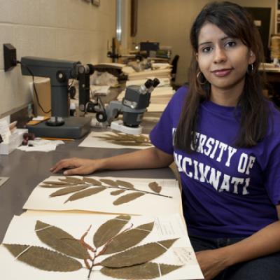 UC research tests new tool to guide reintroduction of the American chestnut UC research tests new tool to guide reintroduction of the American chestnut