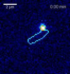 The physics of going viral The physics of going viral