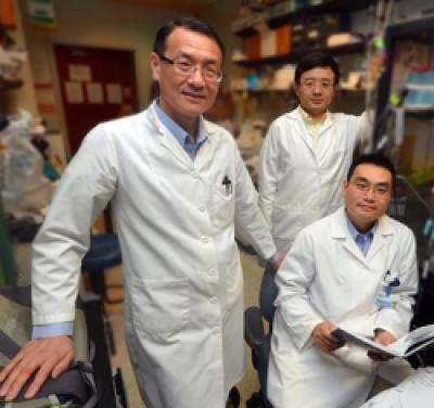 Researchers eliminate schizophrenia symptoms in an animal model Researchers eliminate schizophrenia symptoms in an animal model
