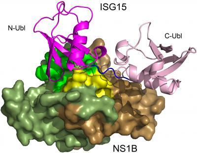 Discovery explains why influenza B virus exclusively infects humans; opens door for drug development Discovery explains why influenza B virus exclusively infects humans; opens door for drug development