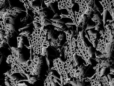 Study on fungi helps explain coal formation and may advance future biofuels production Study on fungi helps explain coal formation and may advance future biofuels production