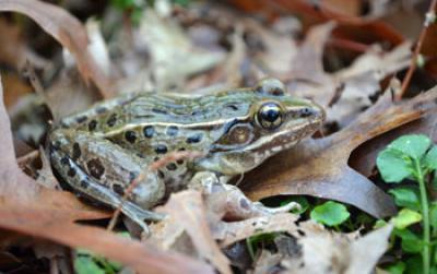 Hiding IN PLAIN SIGHT, new frog species found in New York City