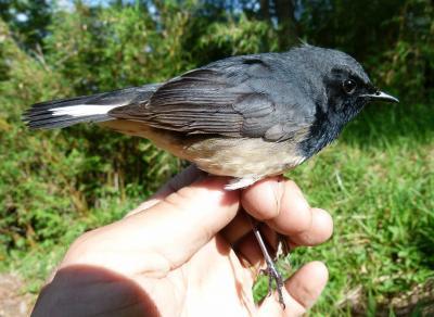 Rare bird seen on mountains in China