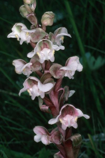 For certain orchids, relatives more important than pollinators in shaping floral attractants For certain orchids, relatives more important than pollinators in shaping floral attractants