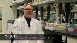 Study of fruit fly chromosomes improves understanding of evolution and fertility Study of fruit fly chromosomes improves understanding of evolution and fertility