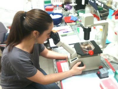 UMass Amherst researchers unravel secrets of parasites' replication