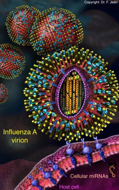 Genetic regulators hijacked by avian and swine flu viruses identified: UBC study Genetic regulators hijacked by avian and swine flu viruses identified: UBC study