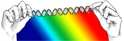 S-DNA: novel double-stranded DNA structure identified