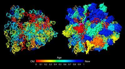 Study of ribosome evolution challenges 'RNA World' hypothesis
