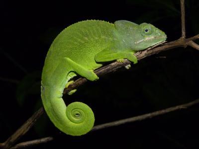 Satellite images help species conservation