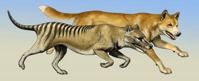 Thylacine hunting behavior: Case of crying wolf? | Science Codex Thylacine hunting behavior: Case of crying wolf? | Science Codex