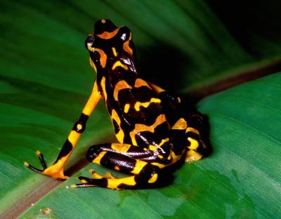 Call for alternative identification methods for endangered species Call for alternative identification methods for endangered species