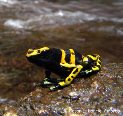 Athletic frogs have faster-changing genomes Athletic frogs have faster-changing genomes