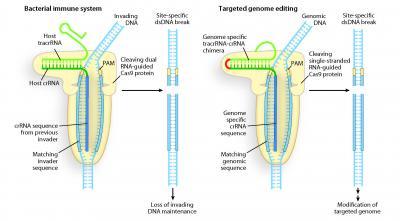 Programmable DNA scissors found for bacterial immune system