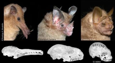 Studying bat skulls, evolutionary biologists discover how species evolve Studying bat skulls, evolutionary biologists discover how species evolve