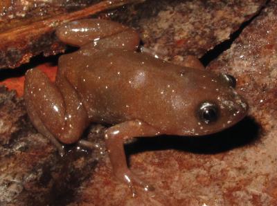 A tiny new species of frog from Brazil with a heroic name A tiny new species of frog from Brazil with a heroic name