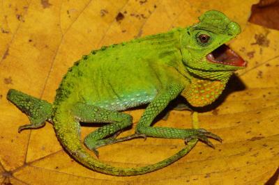 Family tree of all known snake and lizard groups created Family tree of all known snake and lizard groups created