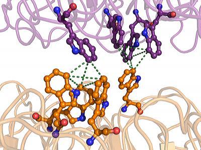 Ultraviolet protection molecule in plants yields its secrets to Scripps research team Ultraviolet protection molecule in plants yields its secrets to Scripps research team