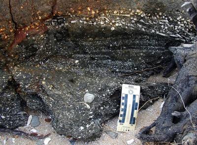 Mass extinctions reset the long-term pace of evolution