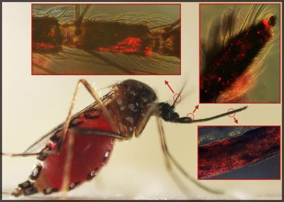 Dengue virus turns on mosquito genes that make them hungrier