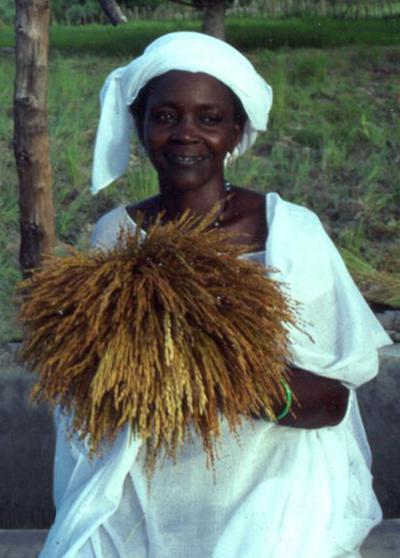 Generating a genome to feed the world: UA-led team sequences African rice Generating a genome to feed the world: UA-led team sequences African rice