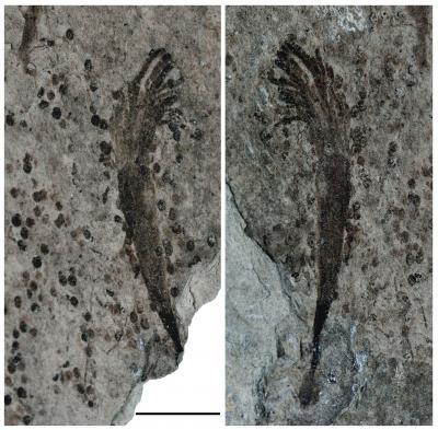 Oldest fossils of large seaweeds, possible animals tell story about oxygen in an ancient ocean Oldest fossils of large seaweeds, possible animals tell story about oxygen in an ancient ocean