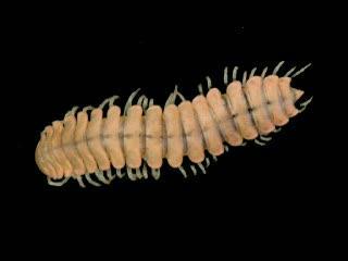 Glow-in-the-dark millipede says 'stay away'