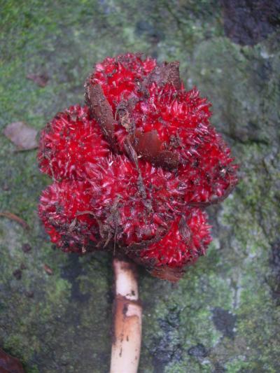 A new wild ginger discovered from the evergreen forest of Western Ghats of South India A new wild ginger discovered from the evergreen forest of Western Ghats of South India