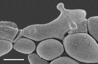 Unusual microbes could hitch a ride with travellers